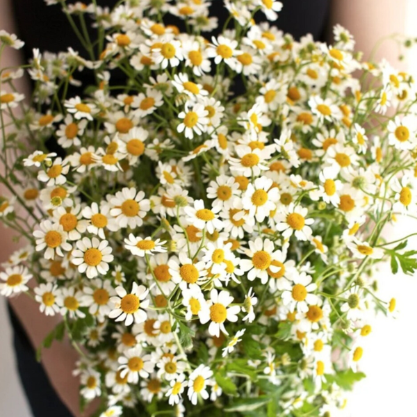 Feverfew Chamomile Flower / Daisies - 5 stem