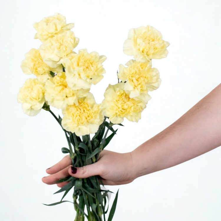 Yellow Carnation Flower - 25 stems