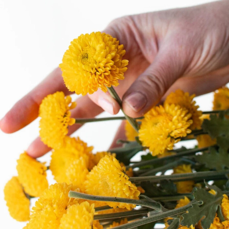 Yellow Button Pom Flowers - 6 stems