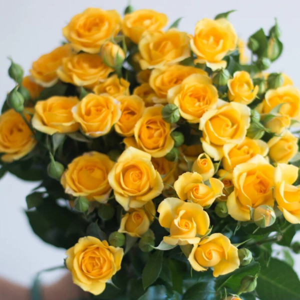 Yellow Spray Roses - 10 stems