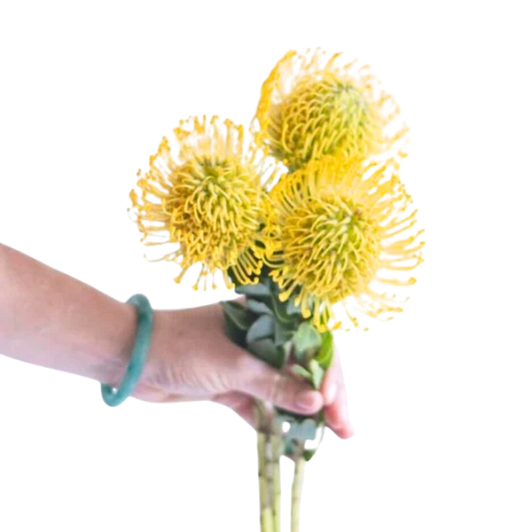 Yellow Pincushions - 10 stem