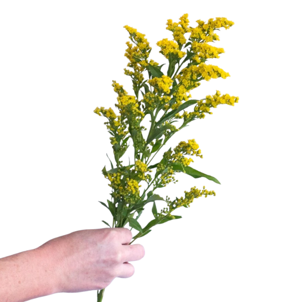 Yellow Solidago Flower