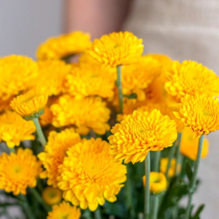 Yellow Button Pom Flowers - 6 stems