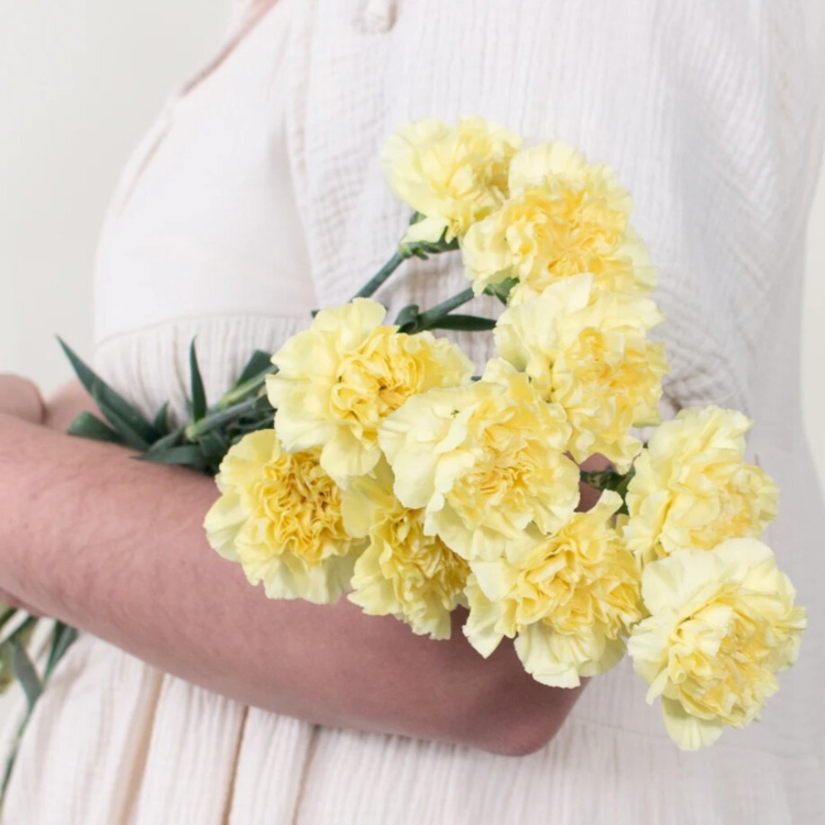 Yellow Carnation Flower - 25 stems