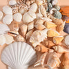 Ocean Treasure Mixed Neutral Seashell & Conch Shell Collection – Natural Coastal Decor (300g)