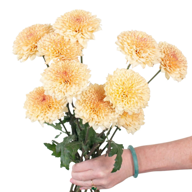 Yellow Carnation Flower - 25 stems