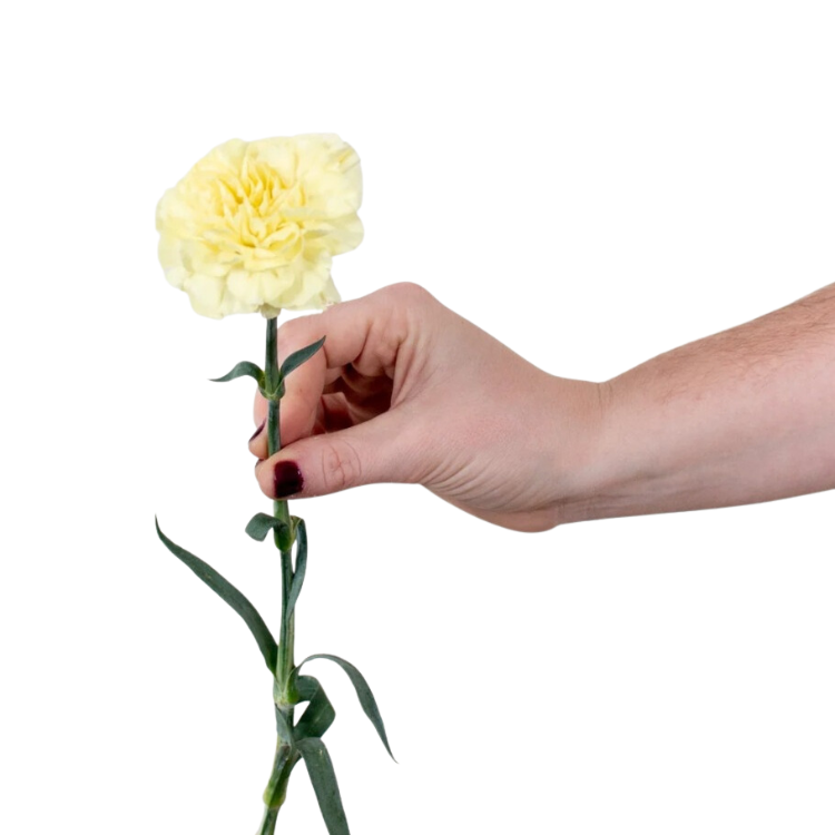 Yellow Carnation Flower - 25 stems