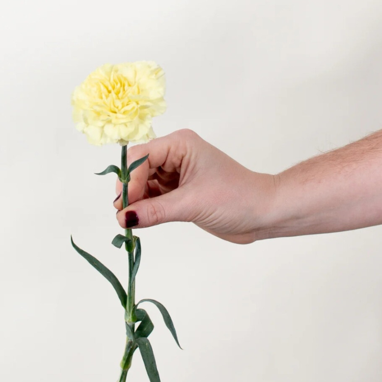 Yellow Carnation Flower - 25 stems