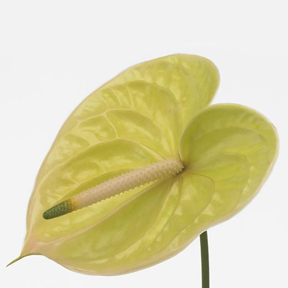 Anthurium Marysia