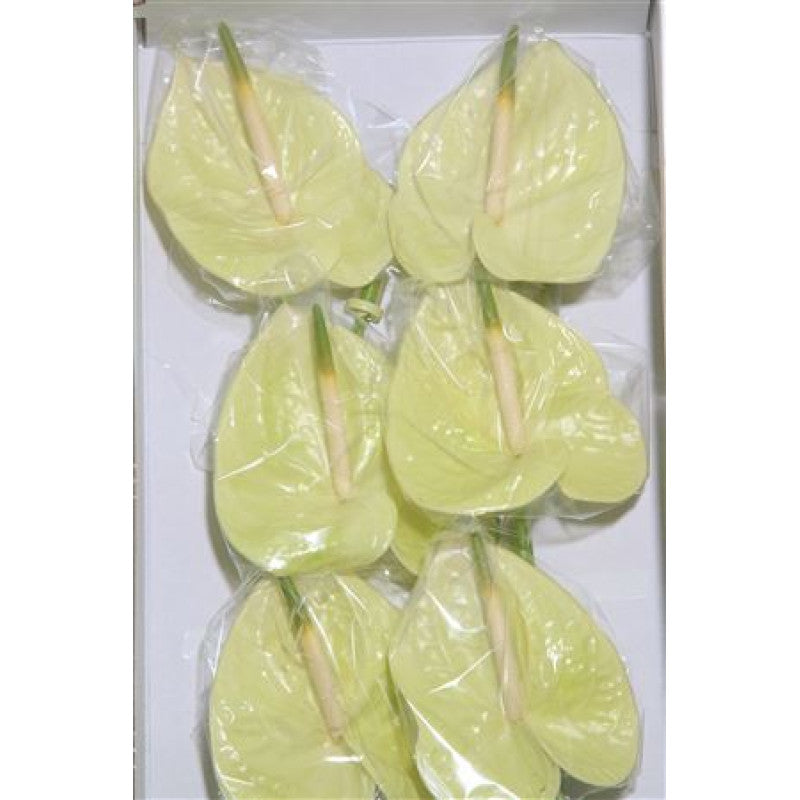 Anthurium Marysia