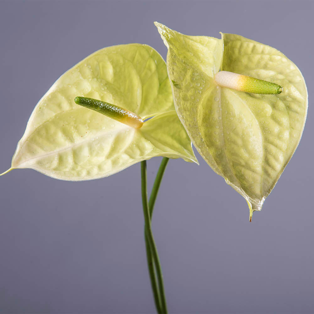 Anthurium Marysia