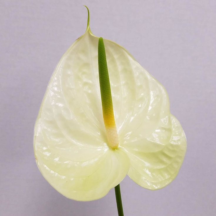 Anthurium Marysia