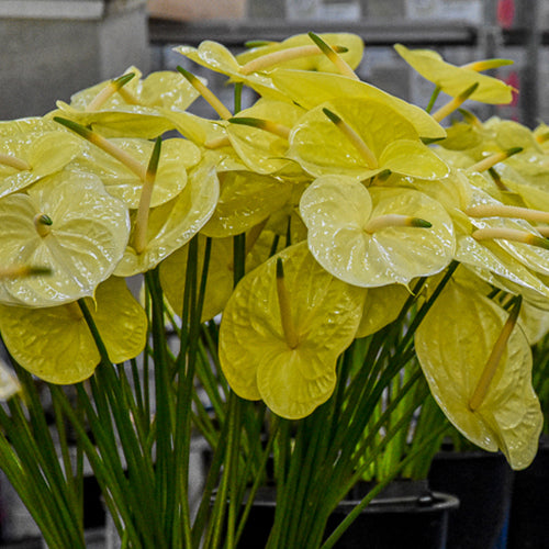 Anthurium Marysia