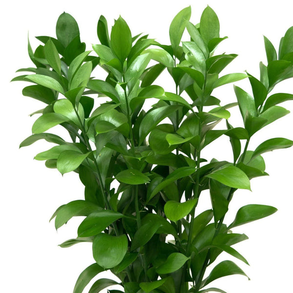 Ruscus