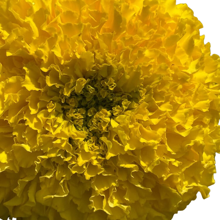 Tagetes Promise Yellow