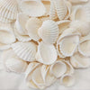 Coastal White Striped Seashells – Natural Decorative Shells (2–3.5cm)