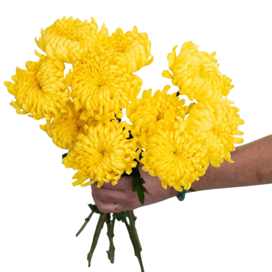 Yellow Cremone Flower - 10 stem