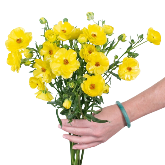 Yellow Butterfly Ranunculus - 120 stems