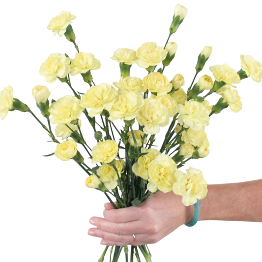 Light Yellow Mini Carnations - 10 stem