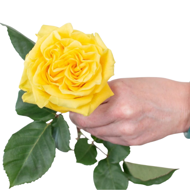 Yellow Garden Rose - 25 stem