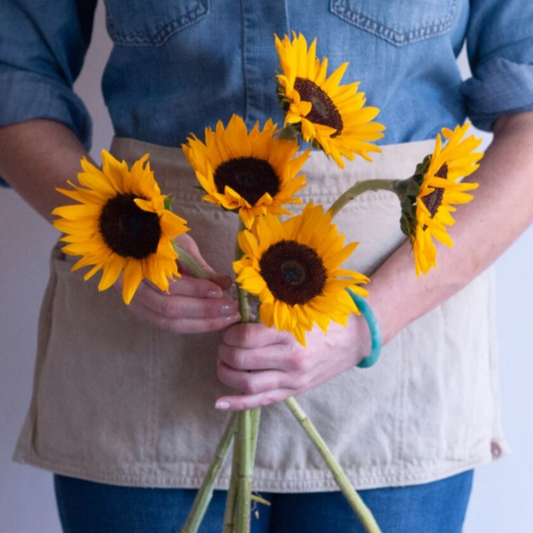 Yellow Sunflower - 10 stems