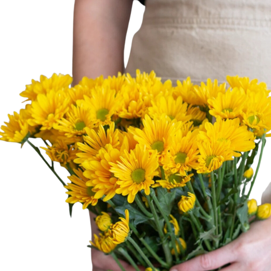 Yellow Daisy Pom Flower - 6 stems