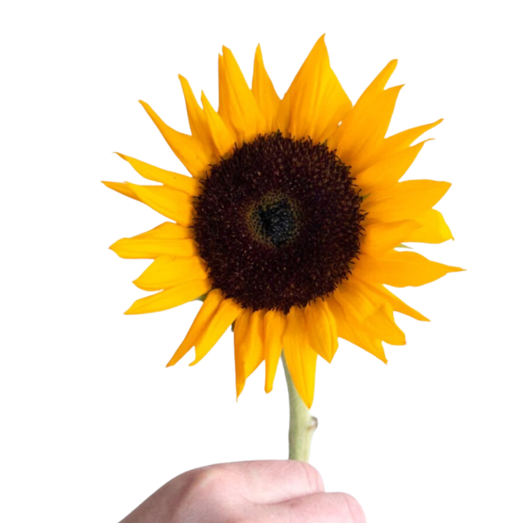 Yellow Sunflower - 10 stems