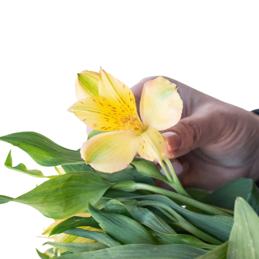 Yellow Alstroemeria - 10 stem