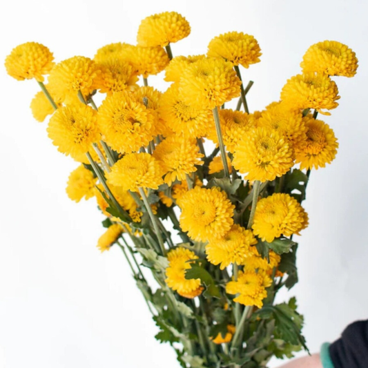 Yellow Button Pom Flowers - 6 stems