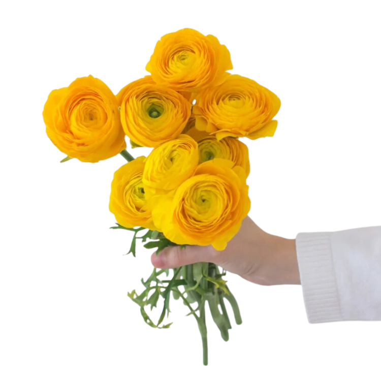 Yellow Ranunculus Flower - 60 stem