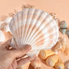 Ocean Treasure Mixed Neutral Seashell & Conch Shell Collection – Natural Coastal Decor (300g)