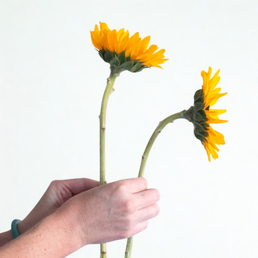 Yellow Sunflower - 10 stems
