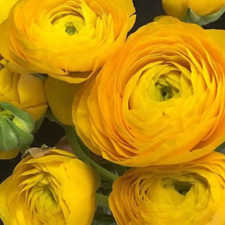 Yellow Ranunculus Flower - 60 stem