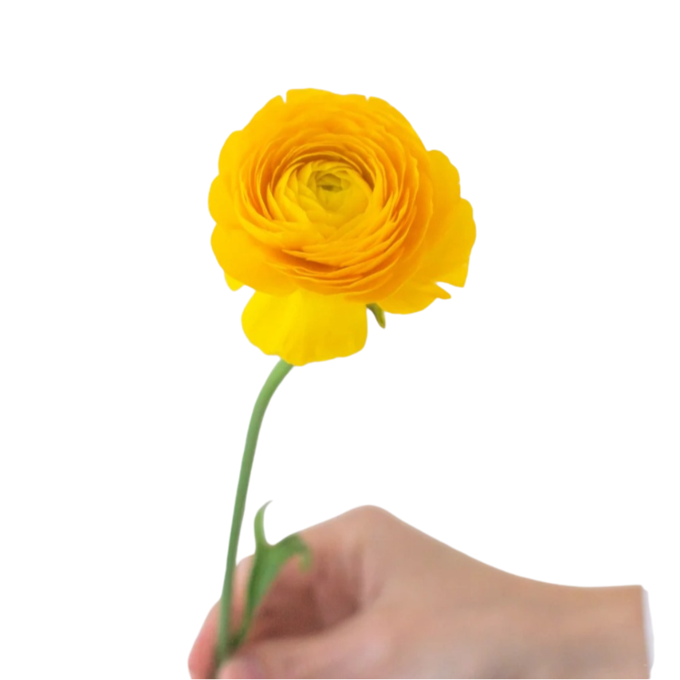 Yellow Ranunculus Flower - 60 stem