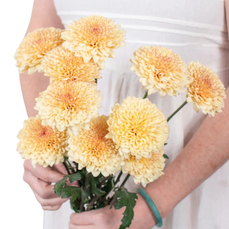 Creme Brûlée Cremone Flower - 30 stem