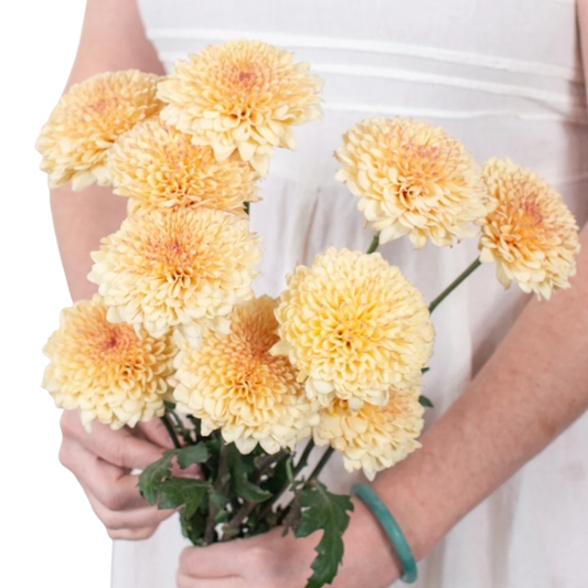 Creme Brûlée Cremone Flower - 30 stem