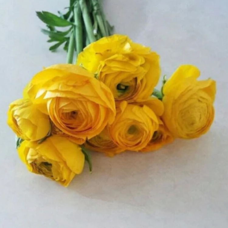 Yellow Ranunculus Flower - 60 stem