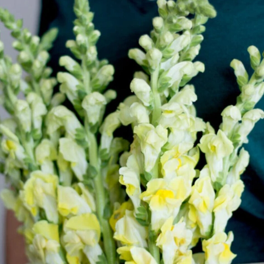Yellow Snapdragon Flower - 10 stems