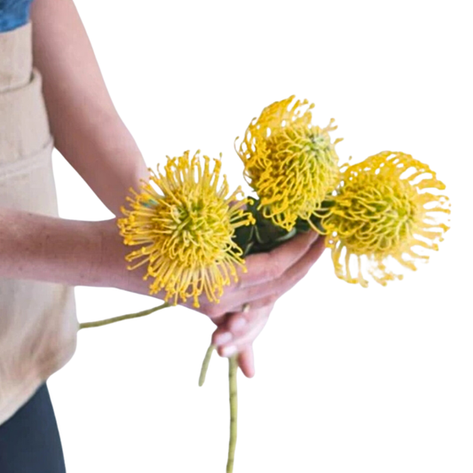 Yellow Pincushions - 10 stem