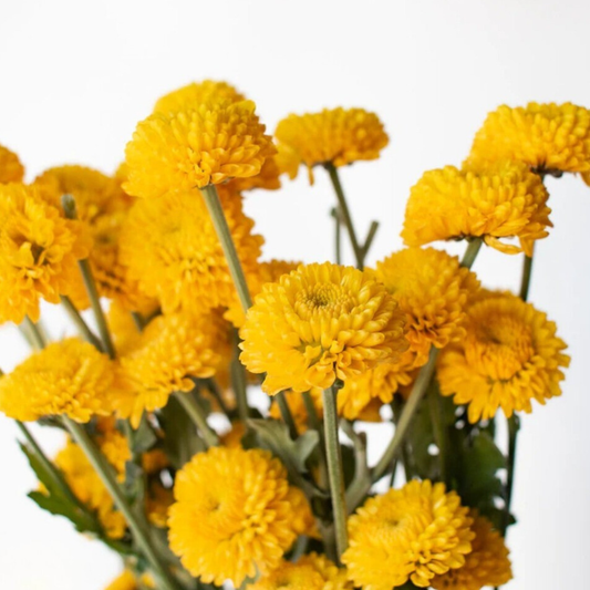 Yellow Button Pom Flowers - 6 stems