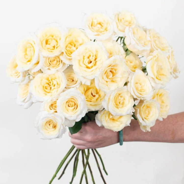 Butter Yellow Spray Roses - 50 stem