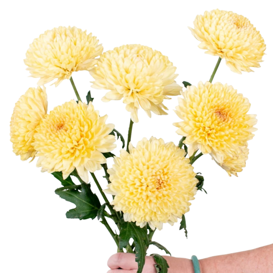 Pale Yellow Cremone - 30 stem