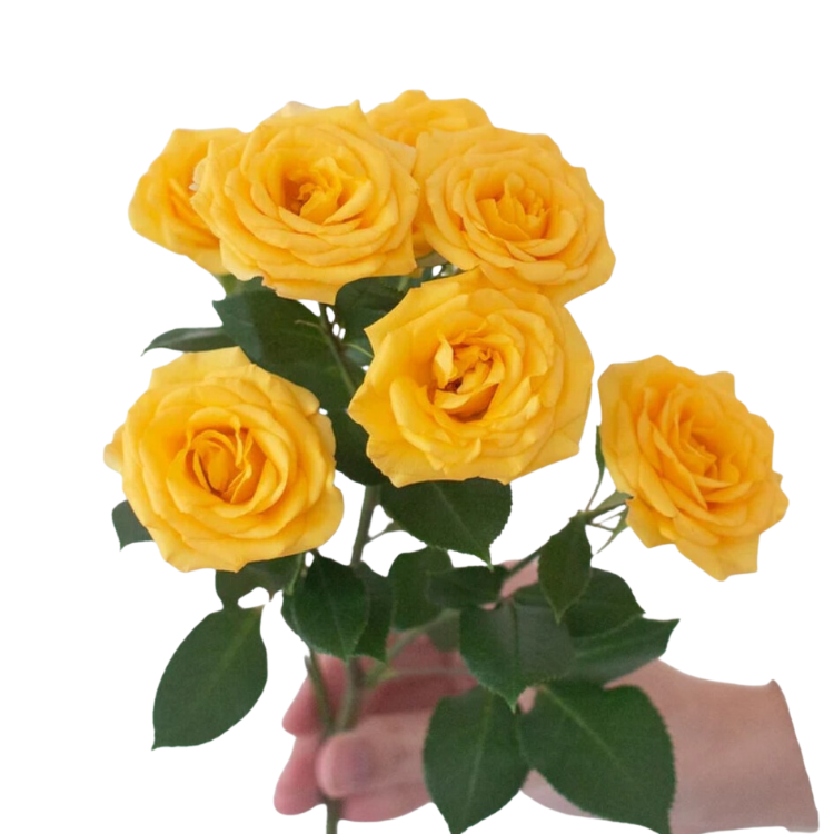 Yellow Spray Roses - 10 stems