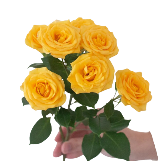 Yellow Spray Roses - 10 stems