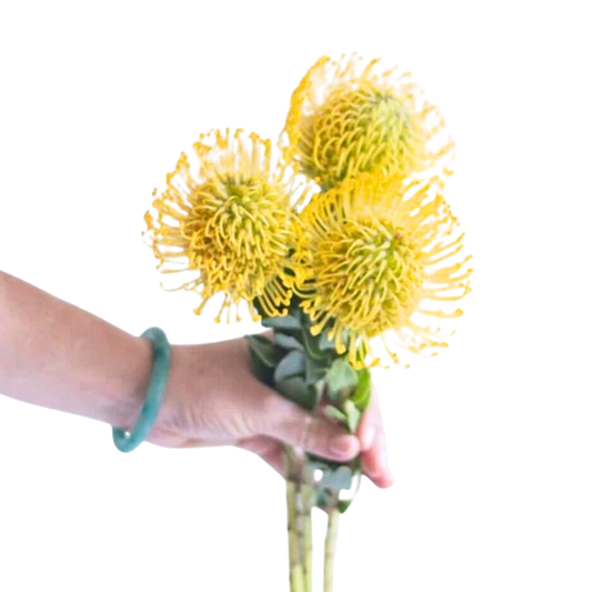 Yellow Pincushions - 10 stem