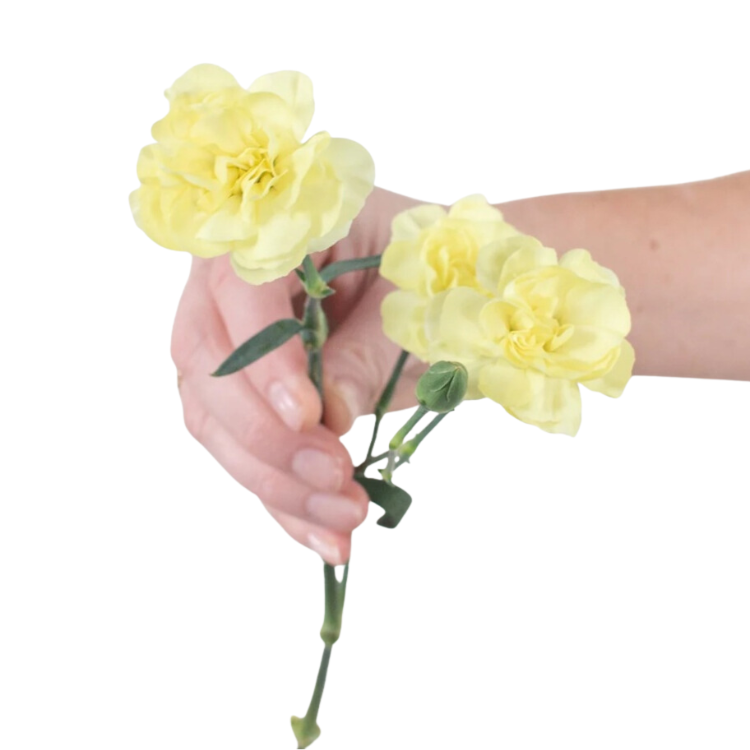 Light Yellow Mini Carnations - 10 stem