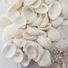 Coastal White Striped Seashells – Natural Decorative Shells (2–3.5cm)