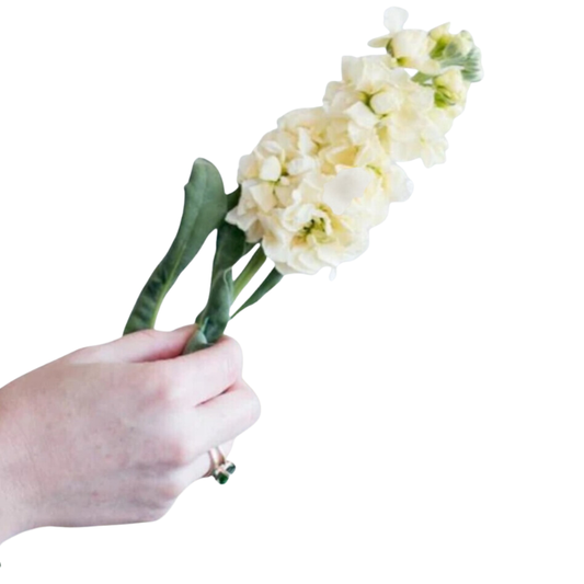 Yellow Stock Flower