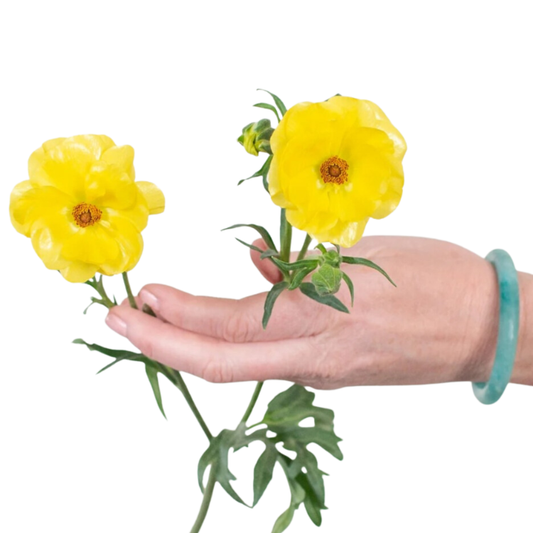 Yellow Butterfly Ranunculus - 120 stems