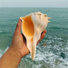 Natural Left-Handed Conch Shell 11cm - 13cm